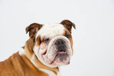 Beyaz, pürüzsüz bir arka planda oturan genç bir İngiliz Bulldog kameraya bakıyor.