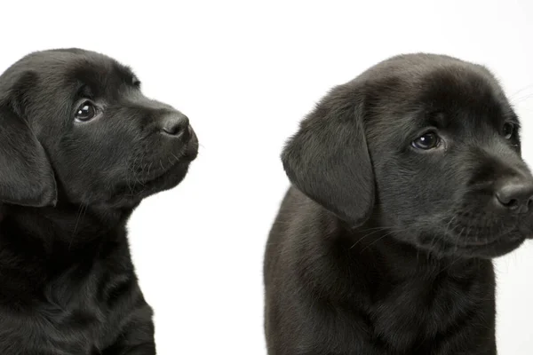 Studio Shot White Seamless Two Black Labrador Puppies Watching Master — Stock Photo, Image