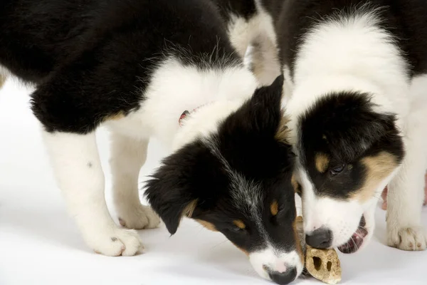 Zwei Süße Junge Border Collie Welpen Wetteifern Einen Knochen — Stockfoto