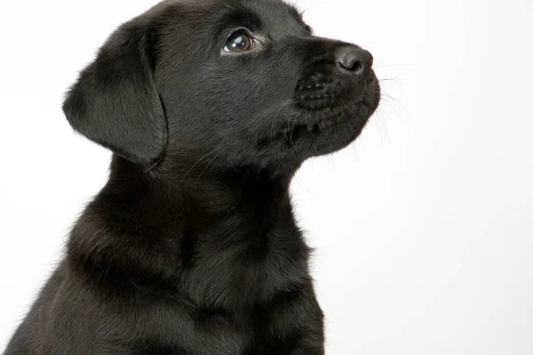 Studio Shot White Seamless Cute Black Labrador Puppy Sitting Obediently — Stock Photo, Image