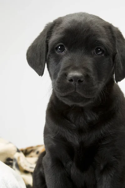 Studio Shot White Seamless Cute Black Labrador Puppy Sitting Looking — Stock Photo, Image