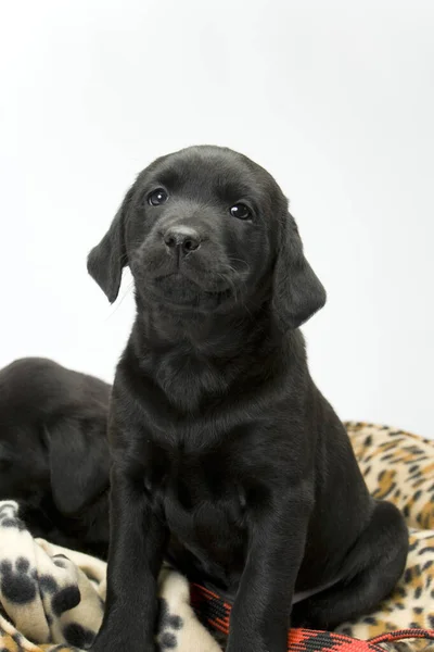 Estúdio Filmado Branco Sem Costura Cachorro Preto Labrador Sentado Uma — Fotografia de Stock