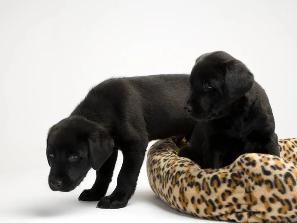 Junge Schwarze Labrador Welpen Steigen Aus Dem Bett — Stockfoto