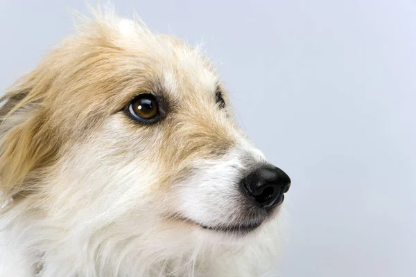 Studio Tourné Sur Fond Uni Une Jolie Tête Chienne Lurcher — Photo