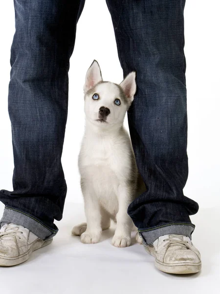 ふわふわ若いですハスキー犬子犬とともにピアスブルー目スタンドによって彼のマスター — ストック写真