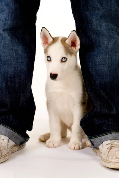 Very Cute Young Male Husky Puppy Sits His Young Masters — Stock Photo, Image