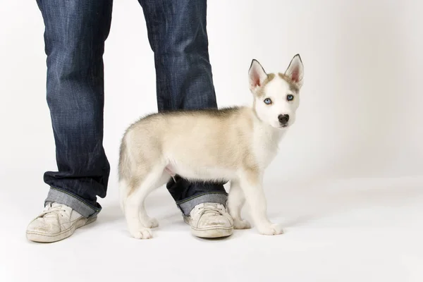 とてもかわいいです若いです男性ハスキー子犬スタンド横に彼の若いですマスター脚 — ストック写真