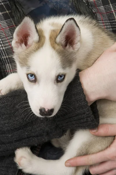 Cucciolo Cane Husky Molto Carino Con Gli Occhi Blu Penetranti — Foto Stock