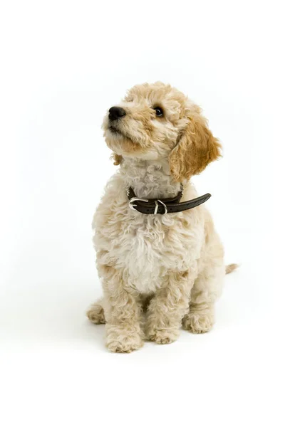 A cute 12 week old Cockapoo puppy bitch on a white background sits obediently looking upwards