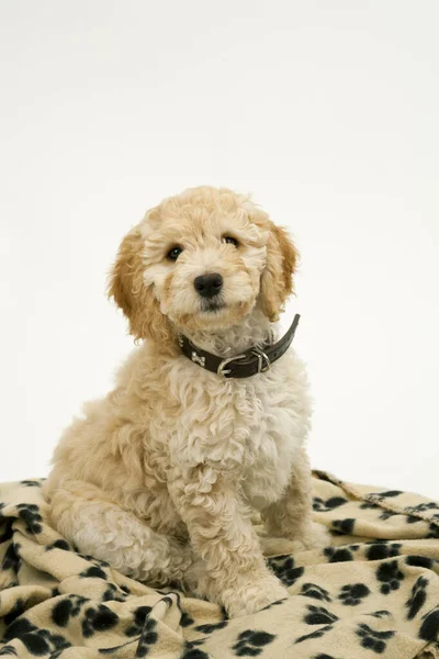 A cute 12 week old Cockapoo puppy bitch on a white background sits obediently on her blanket