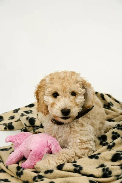 Cute Week Old Cockapoo Puppy Bitch White Background Lies Her — Stockfoto