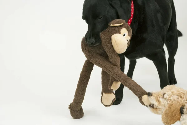 An elderly black labrador waits patiently while a cute 12 week old Cockapoo puppy bitch tries to take her soft toy away.