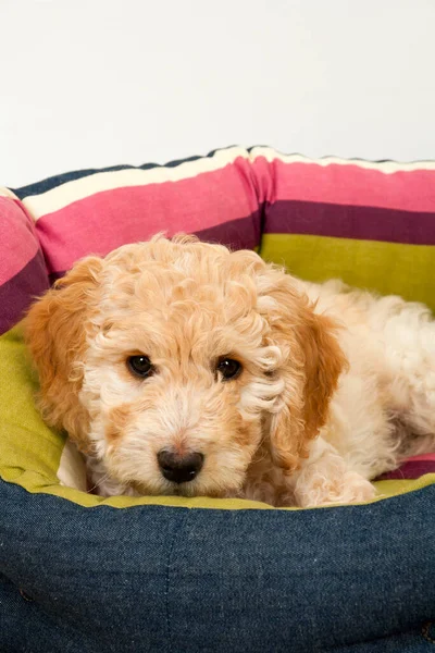 Bonito Semana Idade Cockapoo Cadela Cachorro Fundo Branco Encontra Sua — Fotografia de Stock