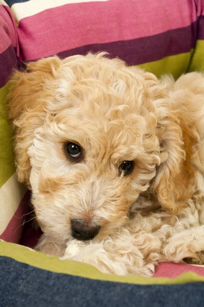 A cute 12 week old Cockapoo puppy bitch on a white background lies in her new bed looking at the camera
