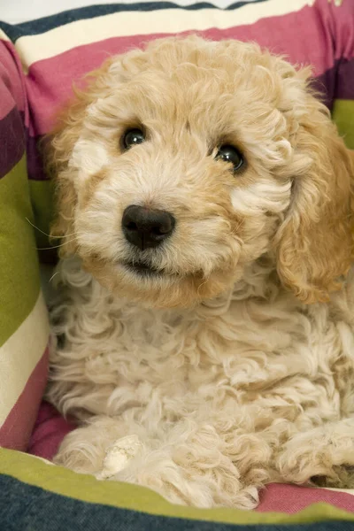 Bonito Semana Idade Cockapoo Cadela Cachorro Fundo Branco Encontra Sua — Fotografia de Stock