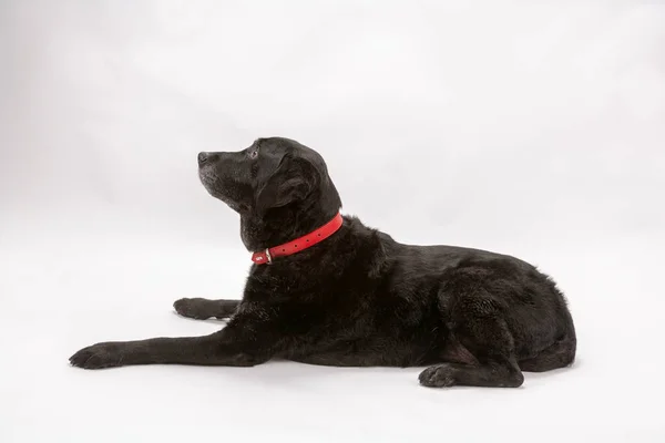 Une Vieille Salope Labrador Noire Attend Régal Pendant Elle Pose — Photo