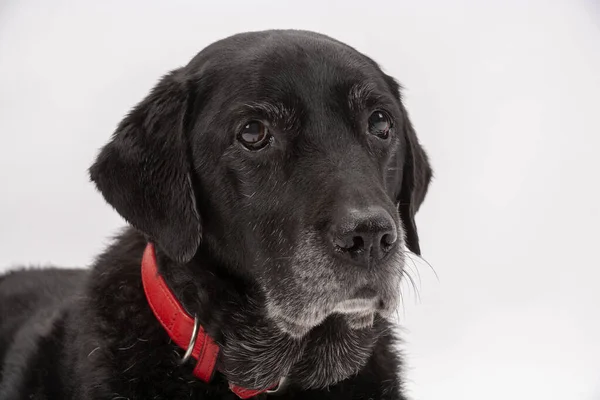 Une Vieille Salope Labrador Noire Attend Patiemment Instruction Pendant Elle — Photo