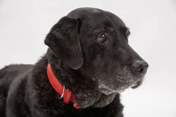 An elderly black labrador bitch waits patiently for instruction while she poses on a white seamless background in the studio