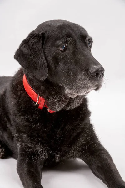 Une Vieille Salope Labrador Noire Attend Patiemment Instruction Pendant Elle — Photo