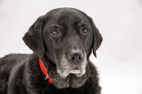 Une Vieille Salope Labrador Noire Attend Patiemment Instruction Pendant Elle — Photo