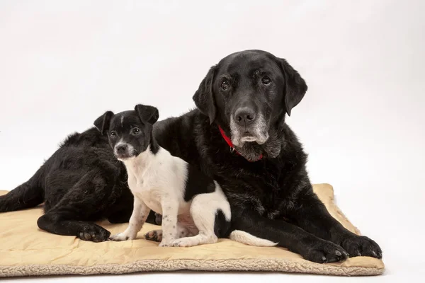 Une Vieille Chienne Labrador Noire Son Nouveau Chiot Jack Chi — Photo