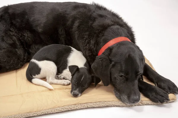 Elderly Black Labrador Bitch Her New Month Old Jack Chi — Stockfoto