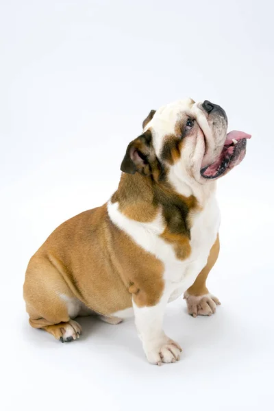 Jovem Bulldog Britânico Tradicional Senta Pacientemente Fundo Sem Costura Branco — Fotografia de Stock
