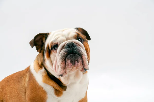Jovem Bulldog Britânico Tradicional Senta Fundo Sem Costura Branco Obedientemente — Fotografia de Stock