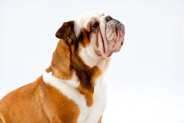 Jovem Bulldog Britânico Senta Pacientemente Fundo Sem Costura Branco Olhando — Fotografia de Stock
