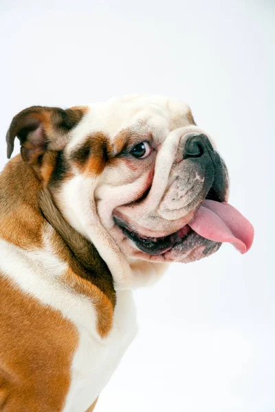 Jovem Bulldog Britânico Tradicional Sentado Fundo Sem Costura Branco Olha — Fotografia de Stock