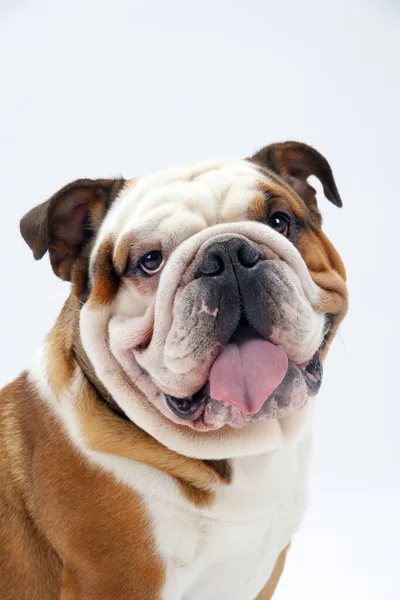 Young Traditional British Bulldog Sitting White Seamless Background Looks Mischievously — Stock Photo, Image