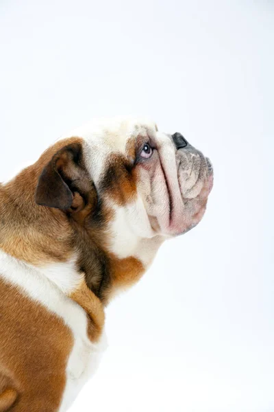 Jovem Bulldog Britânico Tradicional Senta Pacientemente Fundo Sem Costura Branco — Fotografia de Stock