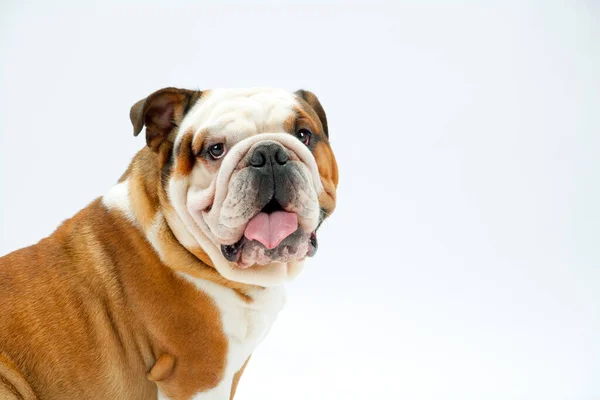 Jovem Bulldog Britânico Tradicional Sentado Fundo Sem Costura Branco Olha — Fotografia de Stock