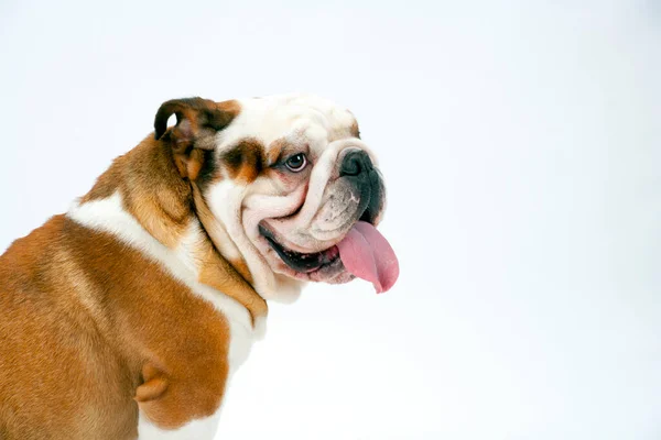 Young Traditional British Bulldog Sits White Seamless Background Waiting Instruction — Stock Photo, Image