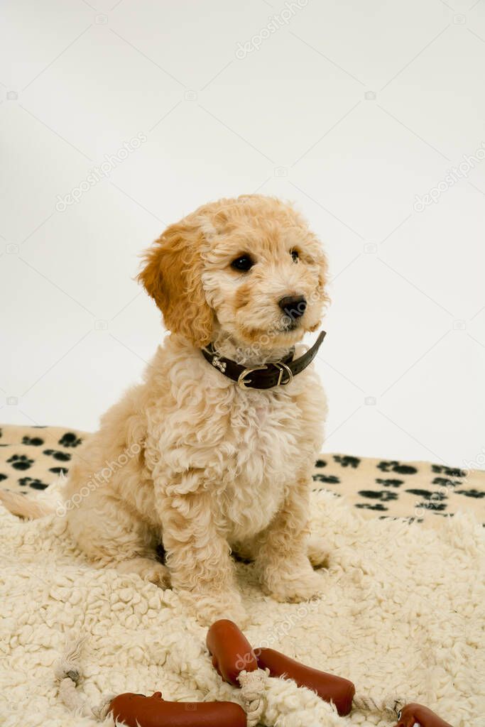 A cute 12 week old Cockapoo puppy bitch on a white background sits obediently on her blanket by toy sausages