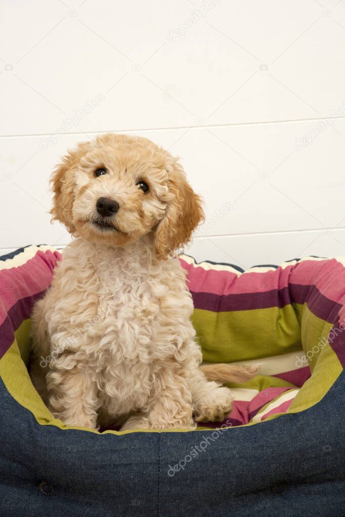 A cute 12 week old Cockapoo puppy bitch on a white background sits in her new bed looking at the camera