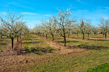 Villeneuve-sur-Lot, Lot-et-Garonne, Fransa yakınlarındaki Lot 'ta, manikürlü erik ağacı bahçelerinde bereketli bahar çiçekleri. Güney Batı Fransa 'daki Agen bölgesi erik üretimiyle ünlüdür..