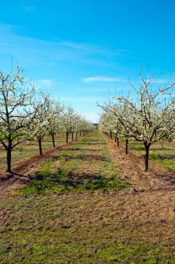 Villeneuve-sur-Lot, Lot-et-Garonne, Fransa yakınlarındaki Lot 'ta, manikürlü erik ağacı bahçelerinde bereketli bahar çiçekleri. Güney Batı Fransa 'daki Agen bölgesi erik üretimiyle ünlüdür..