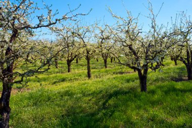 Villeneuve-sur-Lot, Lot-et-Garonne, Fransa yakınlarındaki parkta manikürlü armut bahçelerinde bereketli bahar çiçekleri..