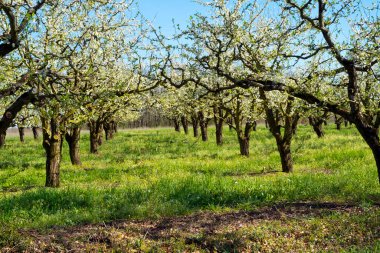 Villeneuve-sur-Lot, Lot-et-Garonne, Fransa yakınlarındaki armut ağacı bahçelerinde bereketli bahar çiçekleri. Bölge meyveleriyle meşhurdur (özellikle erikleriyle).).