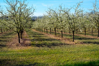 Villeneuve-sur-Lot, Lot-et-Garonne, Fransa yakınlarındaki erik ağacı bahçelerinde bereketli bahar çiçekleri. Bölge erikleriyle ünlüdür..