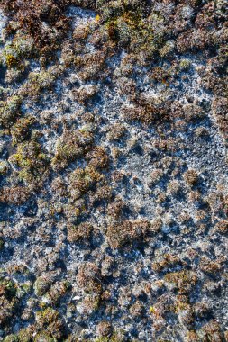 Eski beton, tam çerçeve arkaplan dokusu üzerindeki yosunları kapat