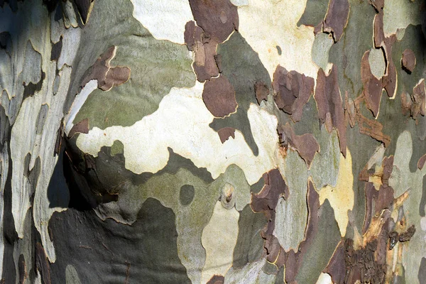 Gammaldags Knotiga Plana Träd Bark Mönster — Stockfoto