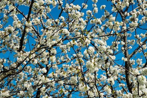 Villeneuve Sur Lot Lot Garonne Fransa Yakınlarındaki Parkta Manikürlü Armut — Stok fotoğraf