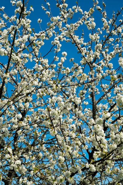 Villeneuve Sur Lot Lot Garonne Fransa Yakınlarındaki Parkta Manikürlü Armut — Stok fotoğraf