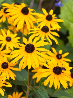 Colourful yellow rudbeckia flower display