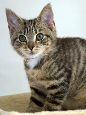 Sevimli, genç bir kedi yavrusu kameraya bakıp endişeli görünüyor.