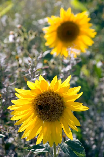 Two sunflowers on the edge of a field of sunflowers