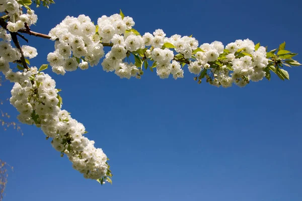Beyaz Çiçekli Kiraz Ağacı Açık Mavi Gökyüzüne Doğru Çiçek Açıyor — Stok fotoğraf