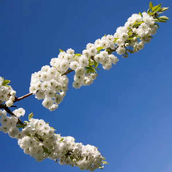 Beyaz Çiçekli Kiraz Ağacı Açık Mavi Gökyüzüne Doğru Çiçek Açıyor — Stok fotoğraf